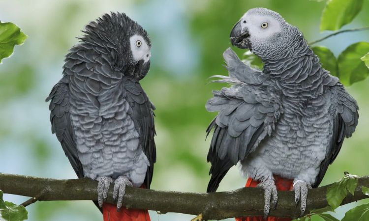 African Grey Parrot