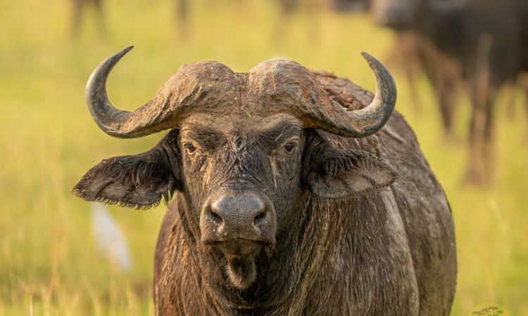 african buffalo weight