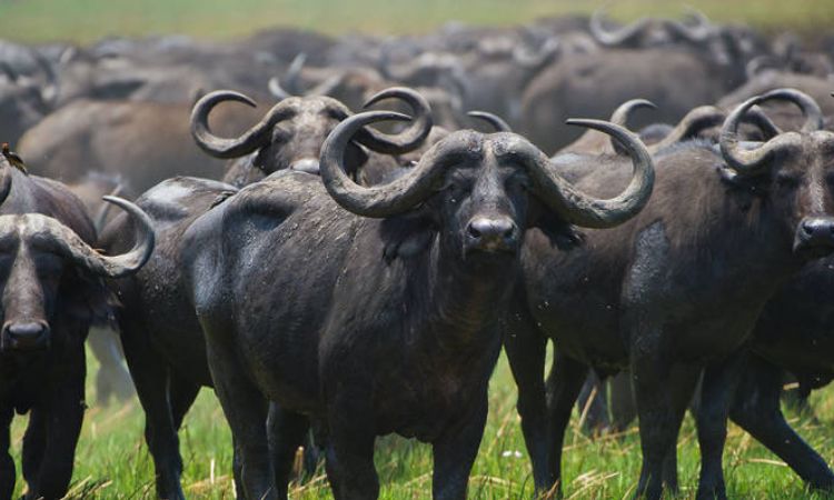 are african buffalo dangerous