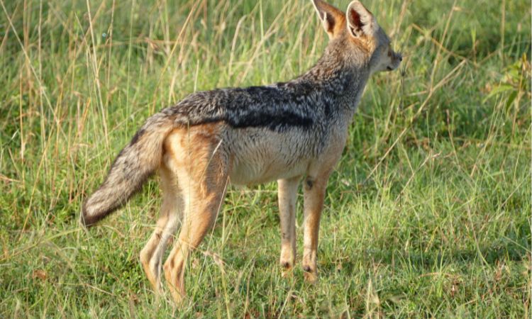Black-Backed Jackal