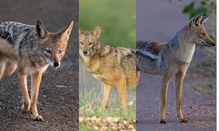 Jackals