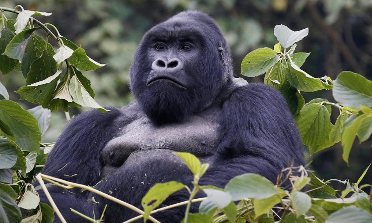 Mountain Gorilla Lifespan