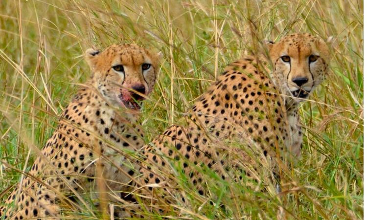 what is kidepo national park famous for