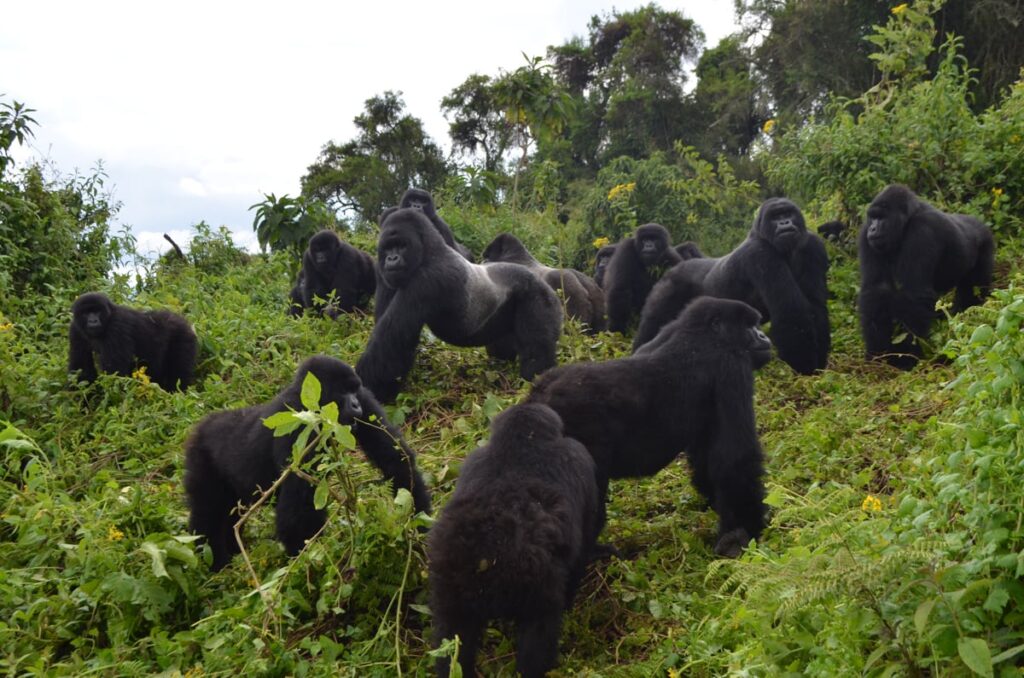 Best Places to See Silverback Gorillas