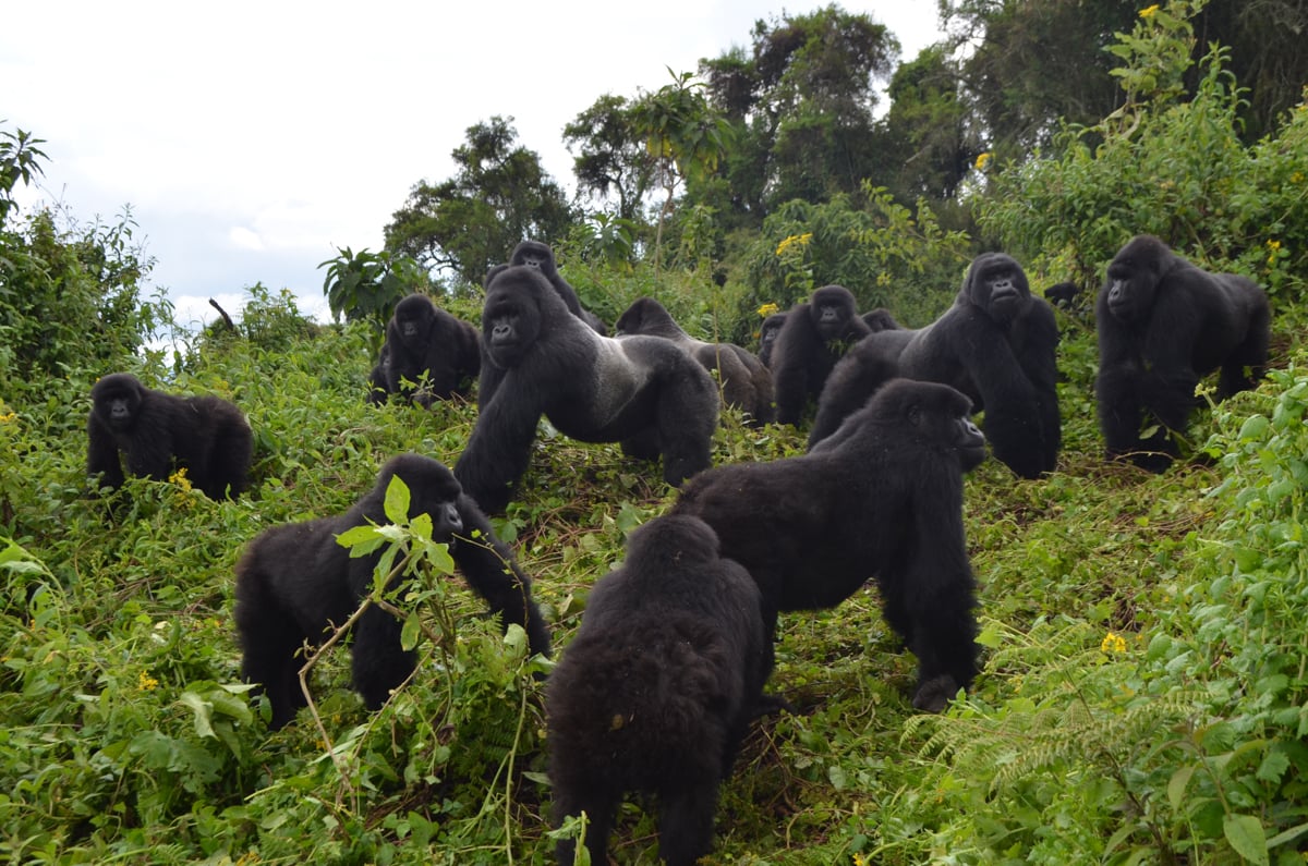 Best Places to See Silverback Gorillas