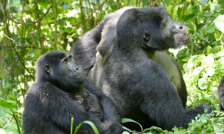 gorilla pregnancy baby daddy