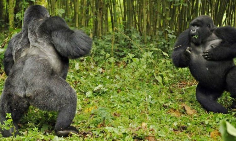 Best Places to See Silverback Gorillas