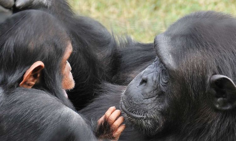 kalinzu forest chimpanzee trek