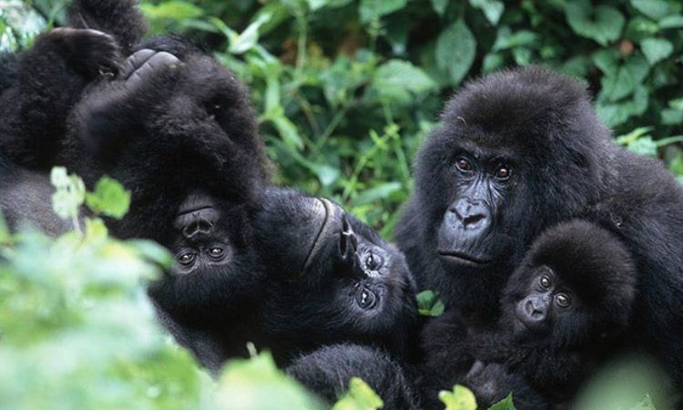 How to book gorilla permits