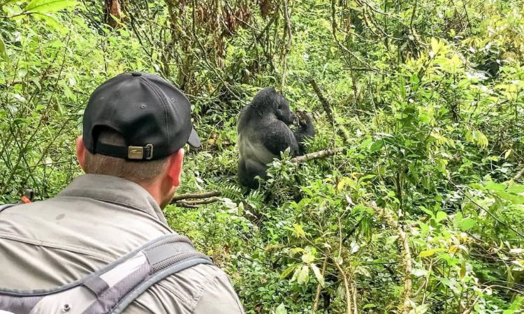 Cheapest Way to See Gorillas