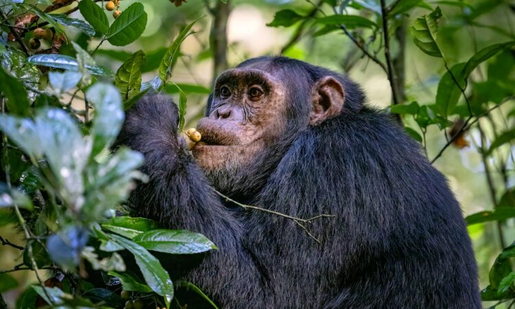 What Do Chimpanzees Eat