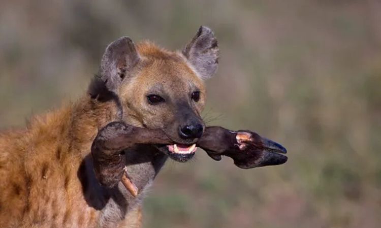What Do Hyenas Eat