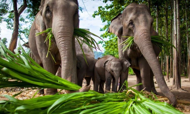 What do elephants eat