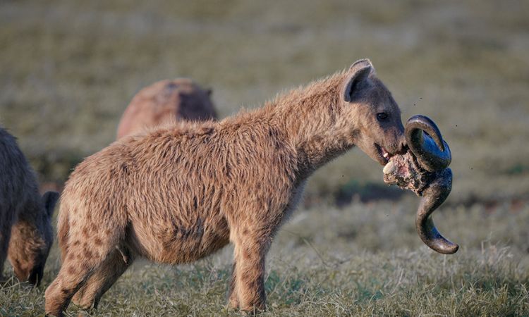 do hyenas eat their own babies