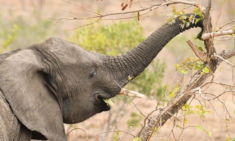 what are 5 things elephants eat