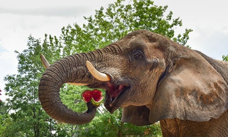 what do elephants eat in the zoo