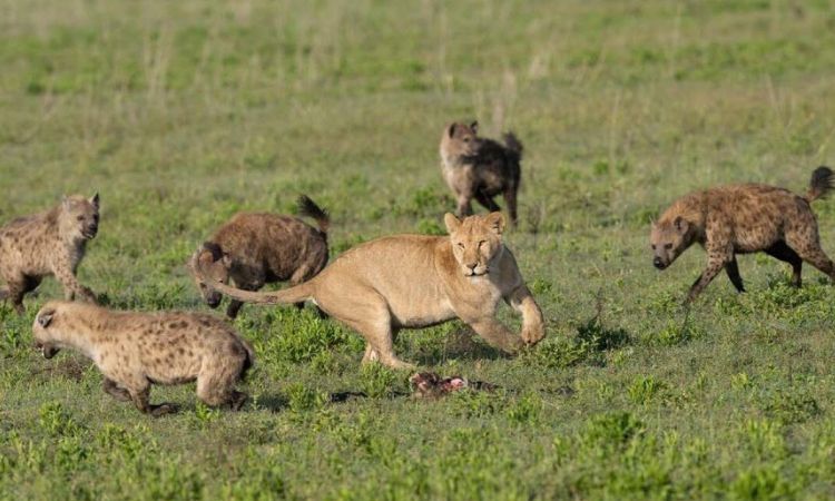 what do hyenas eat lions