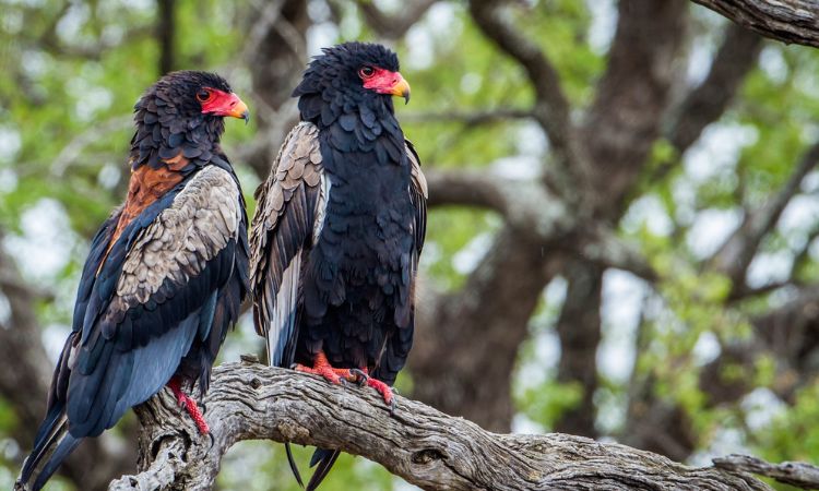 Top Birding Destinations in Africa