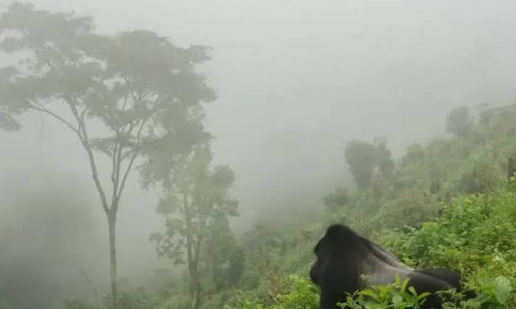 Gorilla Trekking in Wet Months What Happens If It Rains During Gorilla Trekking