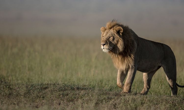 How to see the Big Five in Uganda