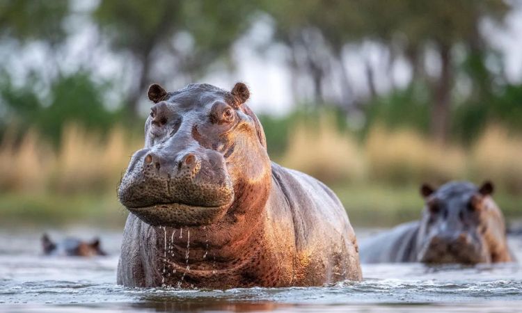 Why Is the Hippo Not in the Big 5