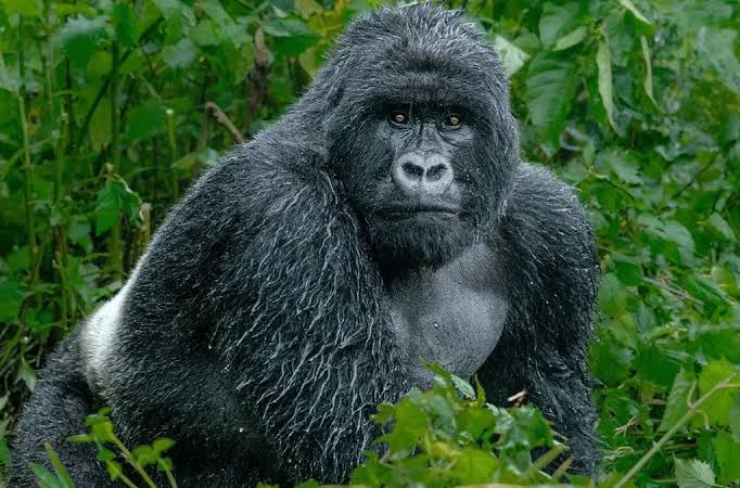 Gorilla Trekking During the Wet Season