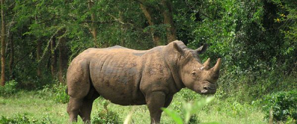 1 Day Rhino Trekking Tour at Ziwa Uganda safari